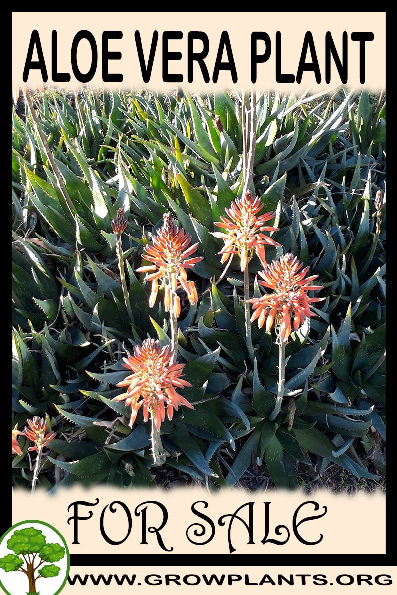 Aloe Vera plant