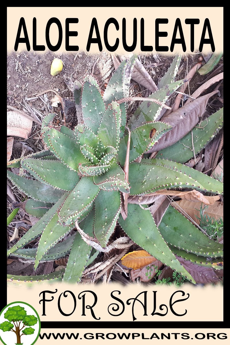 Aloe aculeata