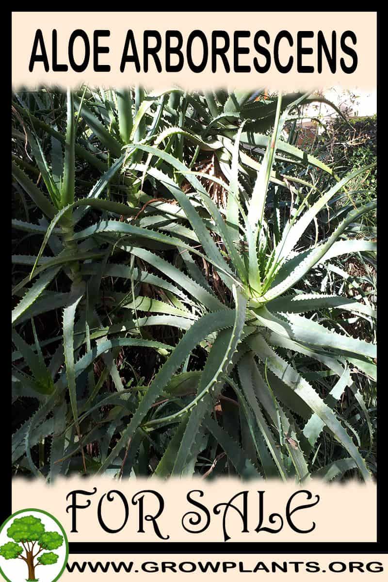 Aloe arborescens