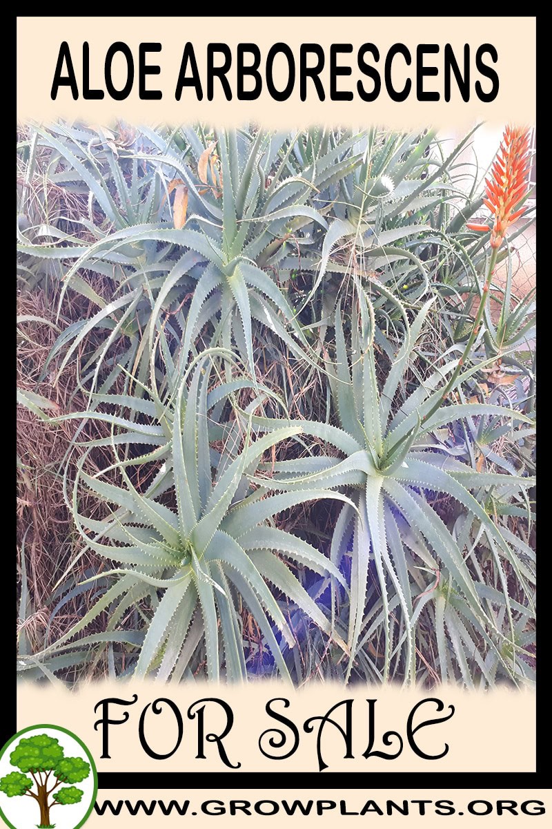Aloe arborescens