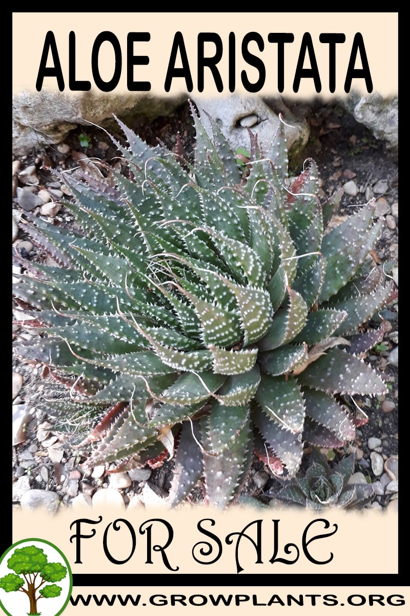 Aloe aristata