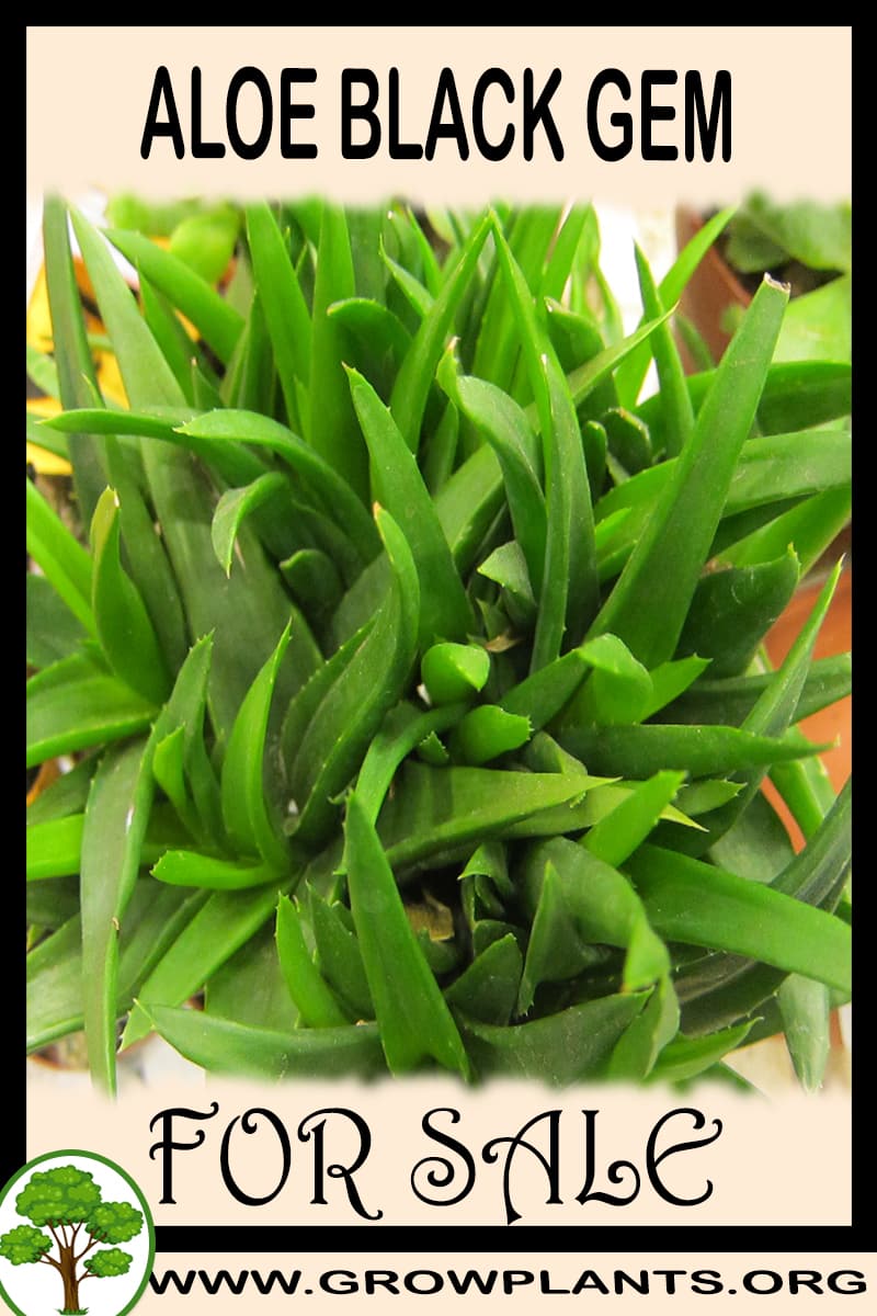 Aloe black gem