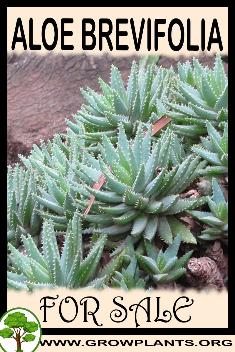 Aloe brevifolia