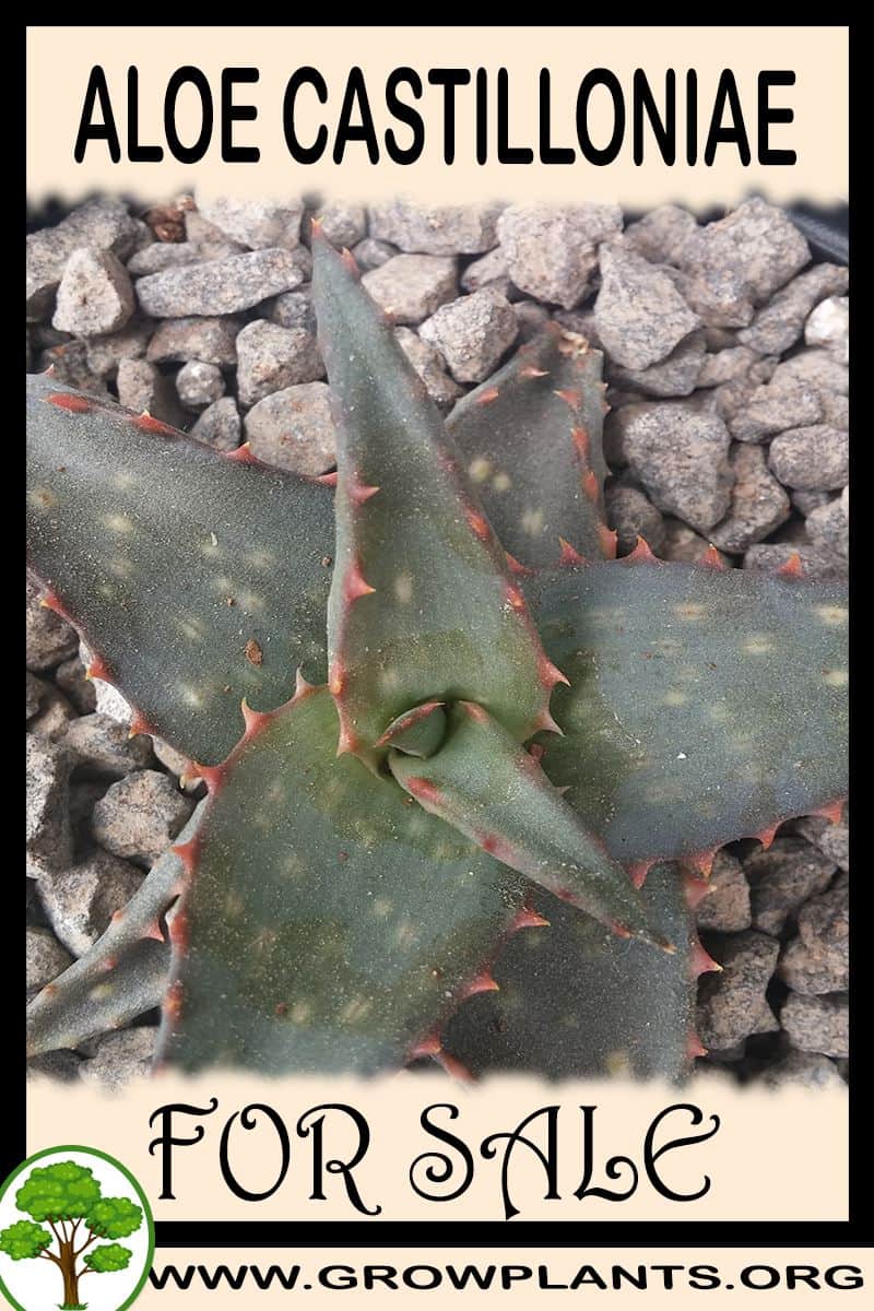 Aloe castilloniae