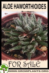 Aloe haworthioides for sale