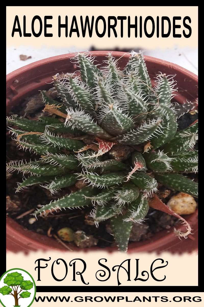 Aloe haworthioides