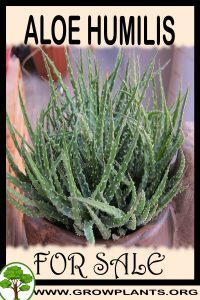 Aloe humilis for sale