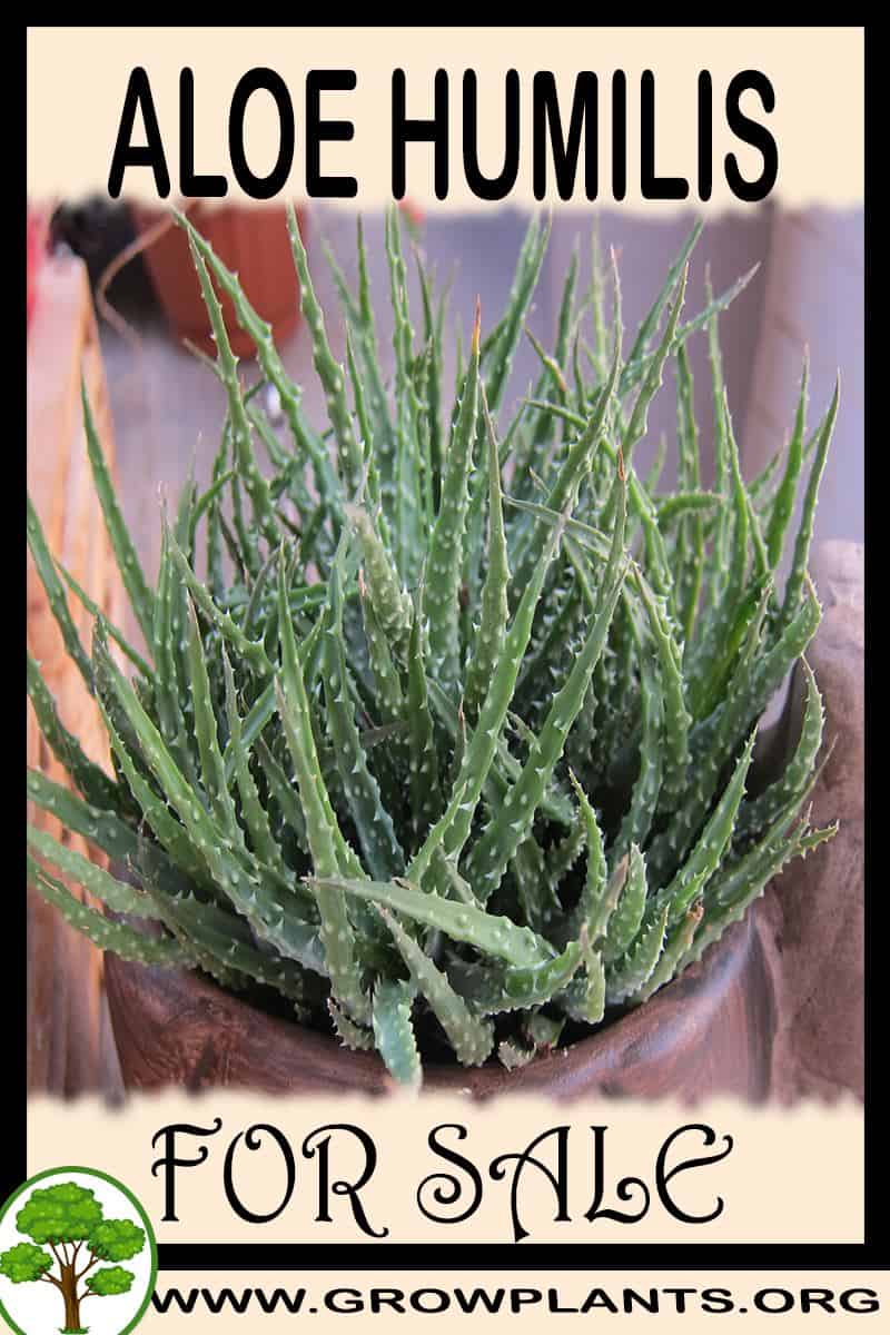 Aloe humilis