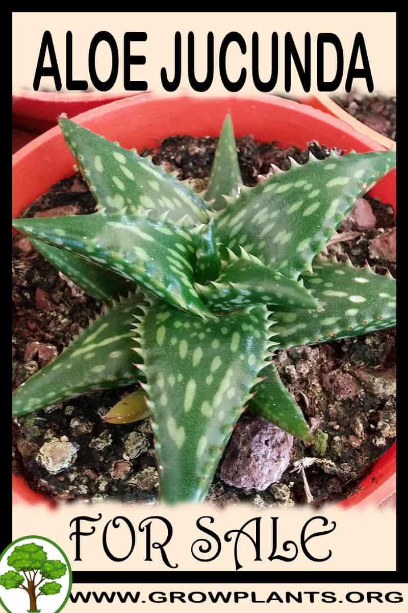 Aloe jucunda