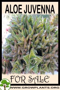 Aloe juvenna for sale