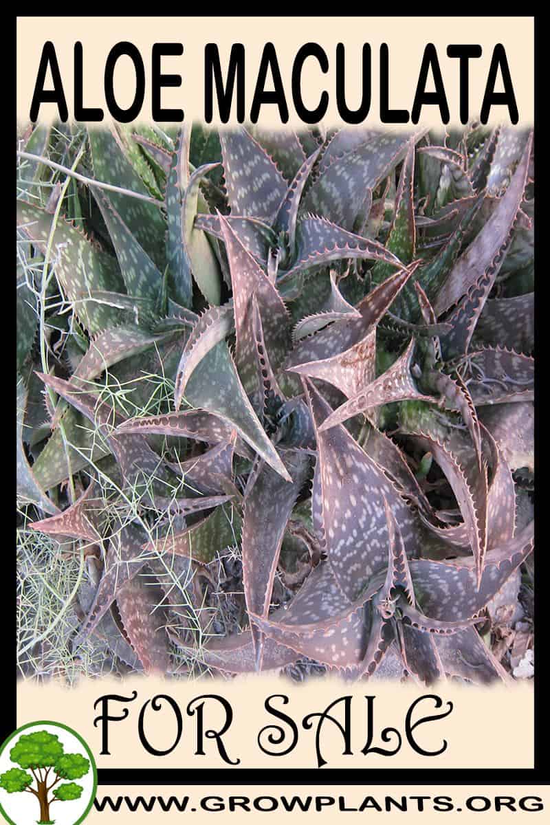 Aloe maculata