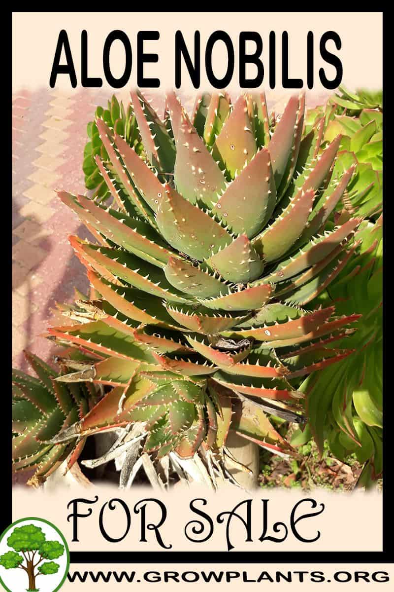Aloe nobilis