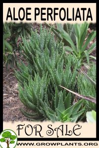 Aloe perfoliata for sale