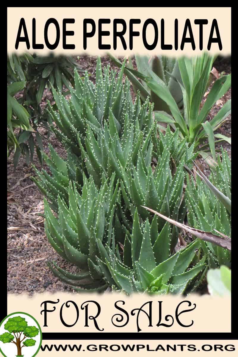 Aloe perfoliata