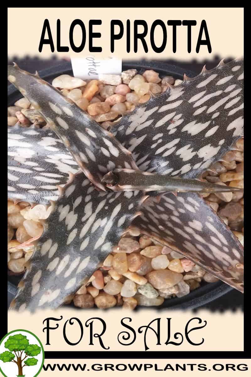 Aloe pirotta