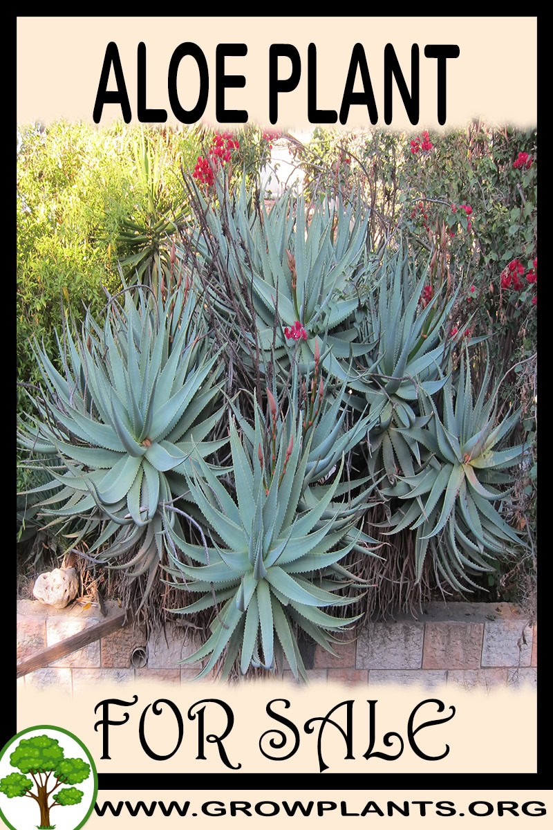 Aloe