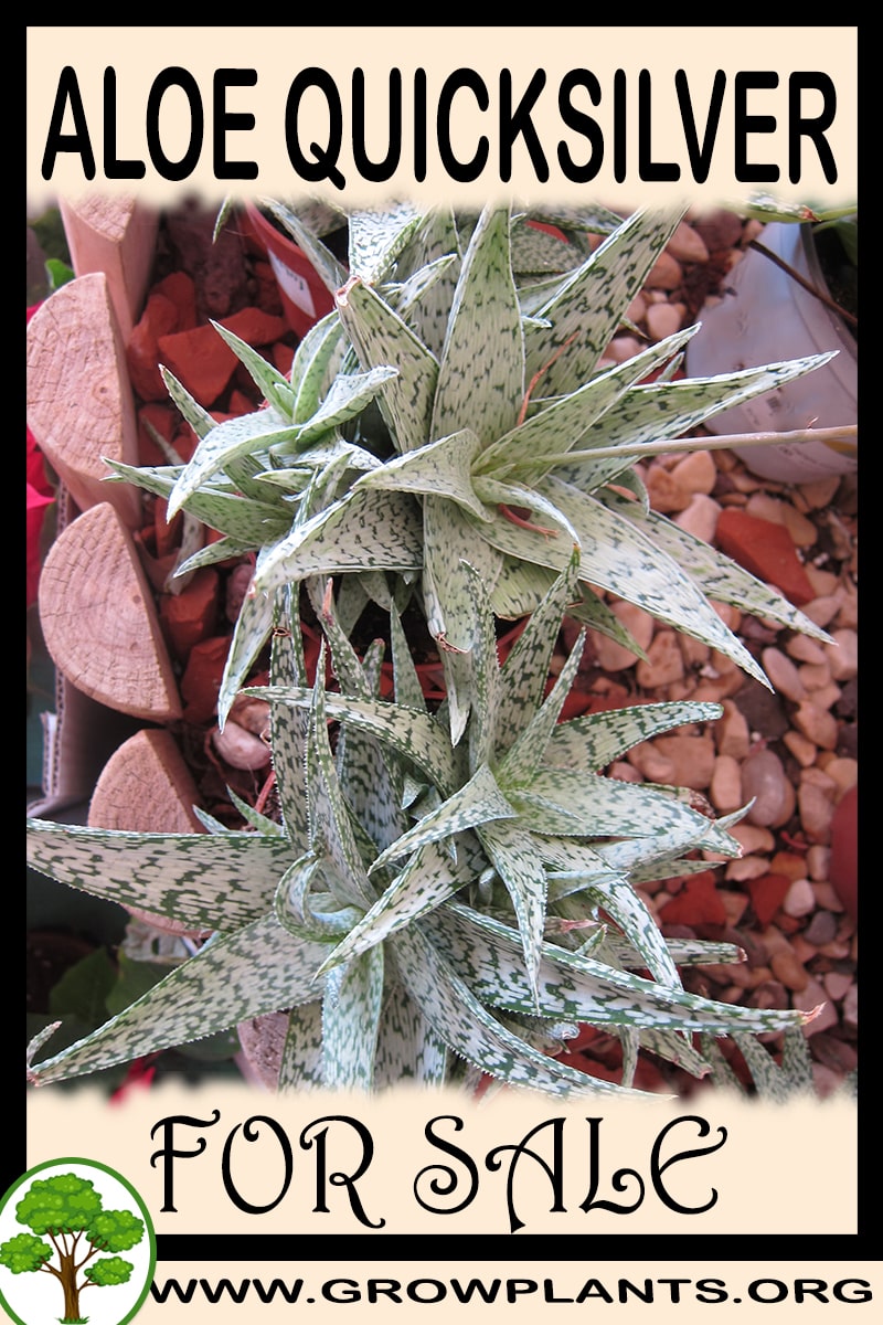 Aloe quicksilver