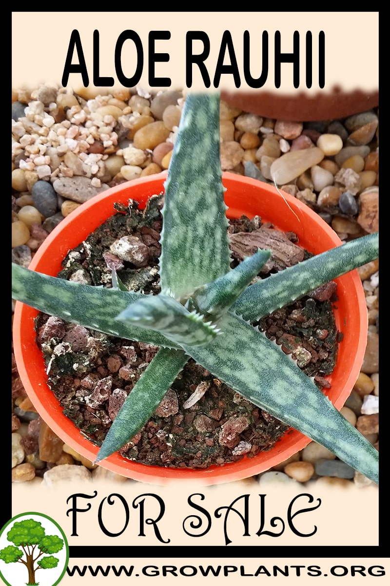 Aloe rauhii