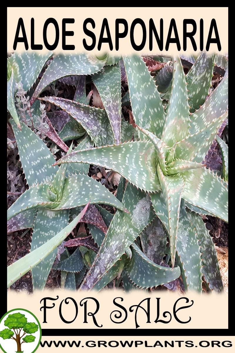 Aloe saponaria