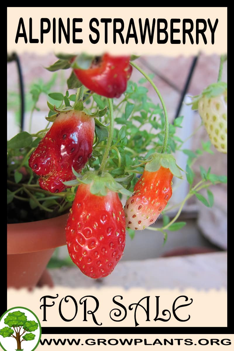 Alpine strawberry plants