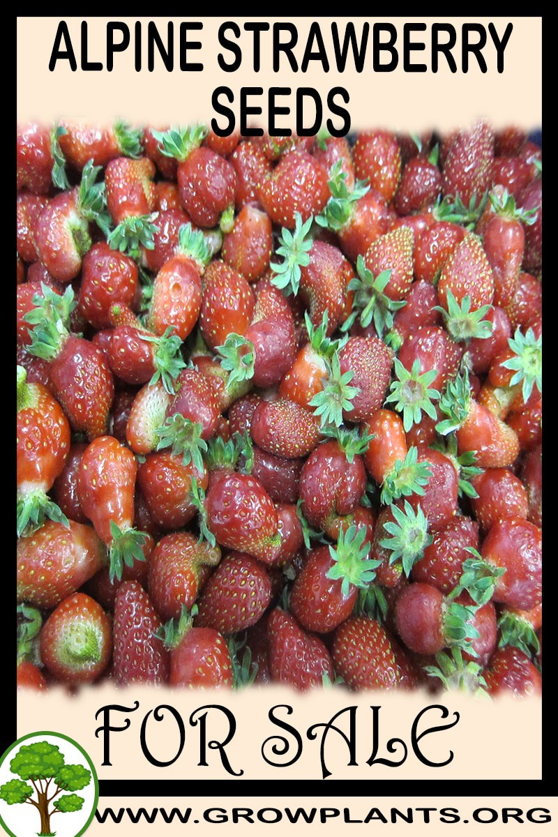Alpine strawberry seeds