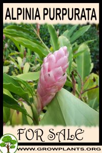 Alpinia purpurata for sale