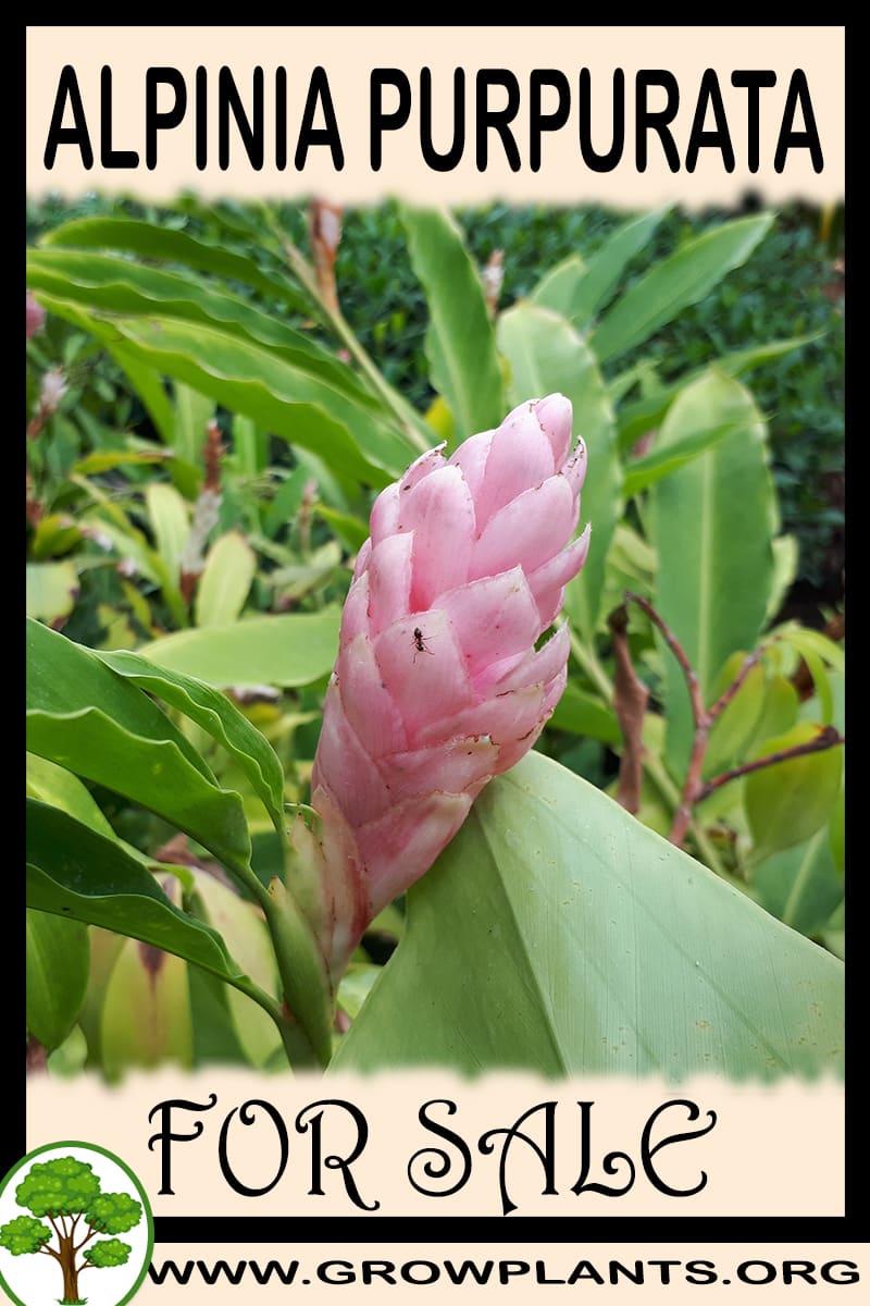 Alpinia purpurata
