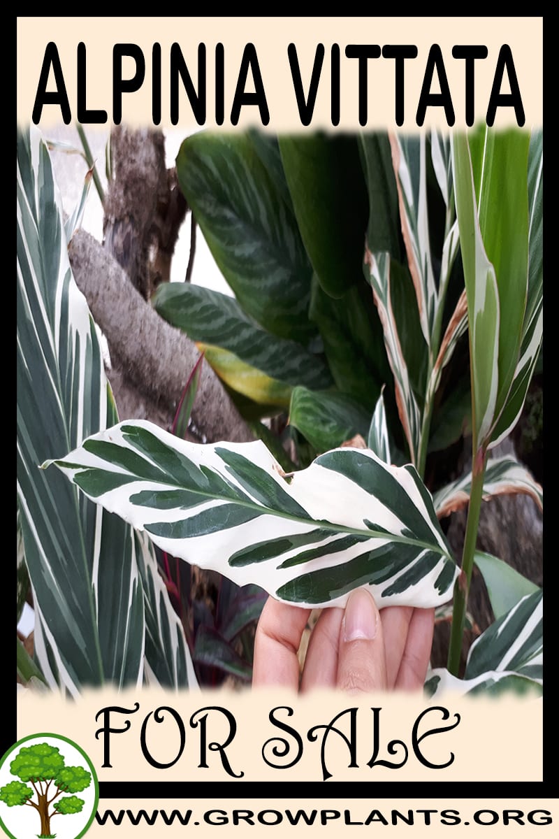 Alpinia vittata