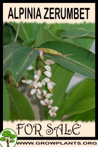 Alpinia zerumbet for sale