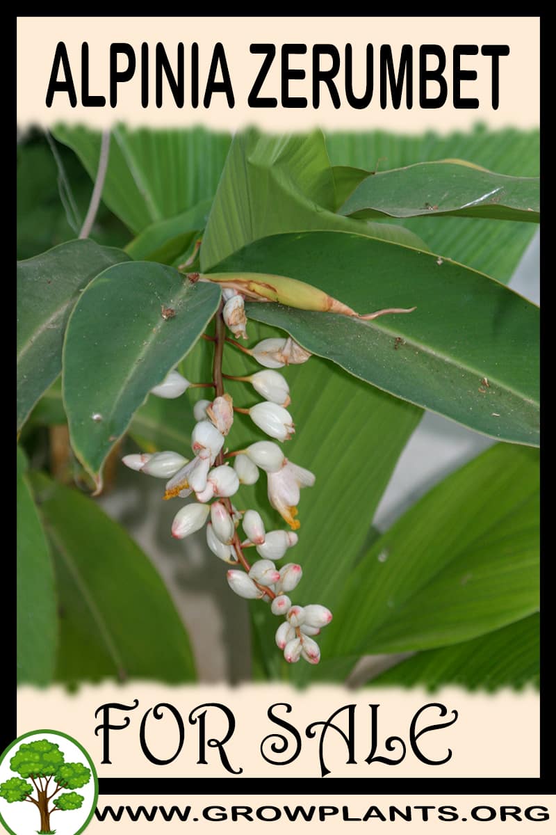 Alpinia zerumbet