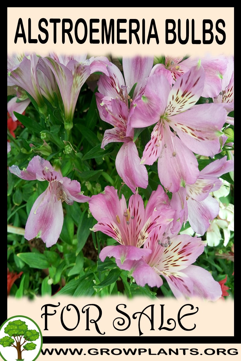 Alstroemeria bulbs