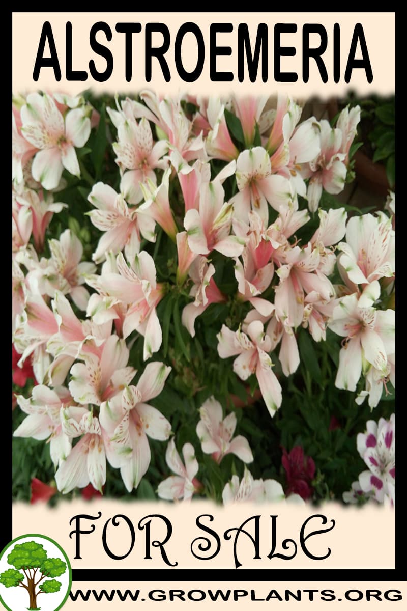 Alstroemeria