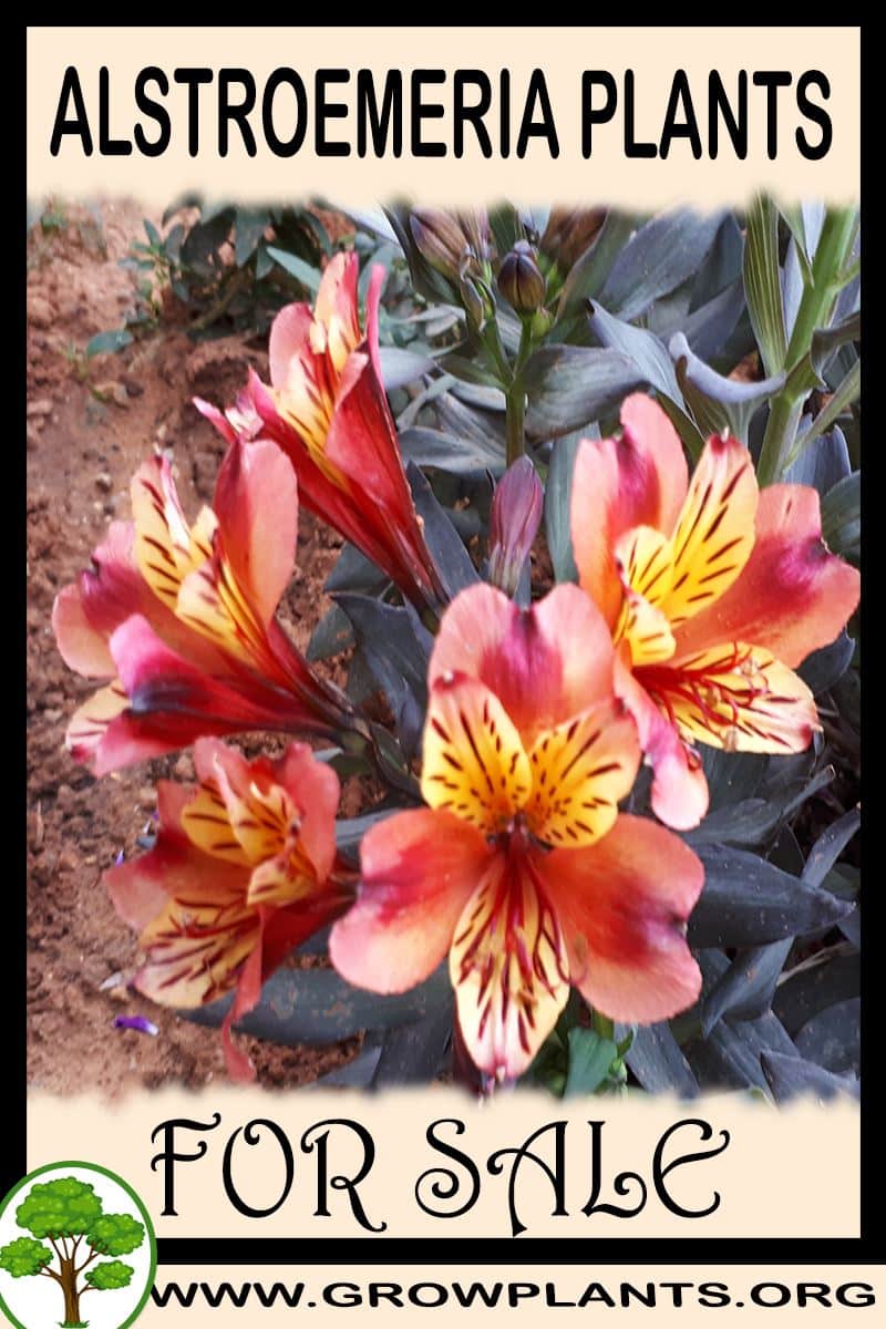 Alstroemeria plants