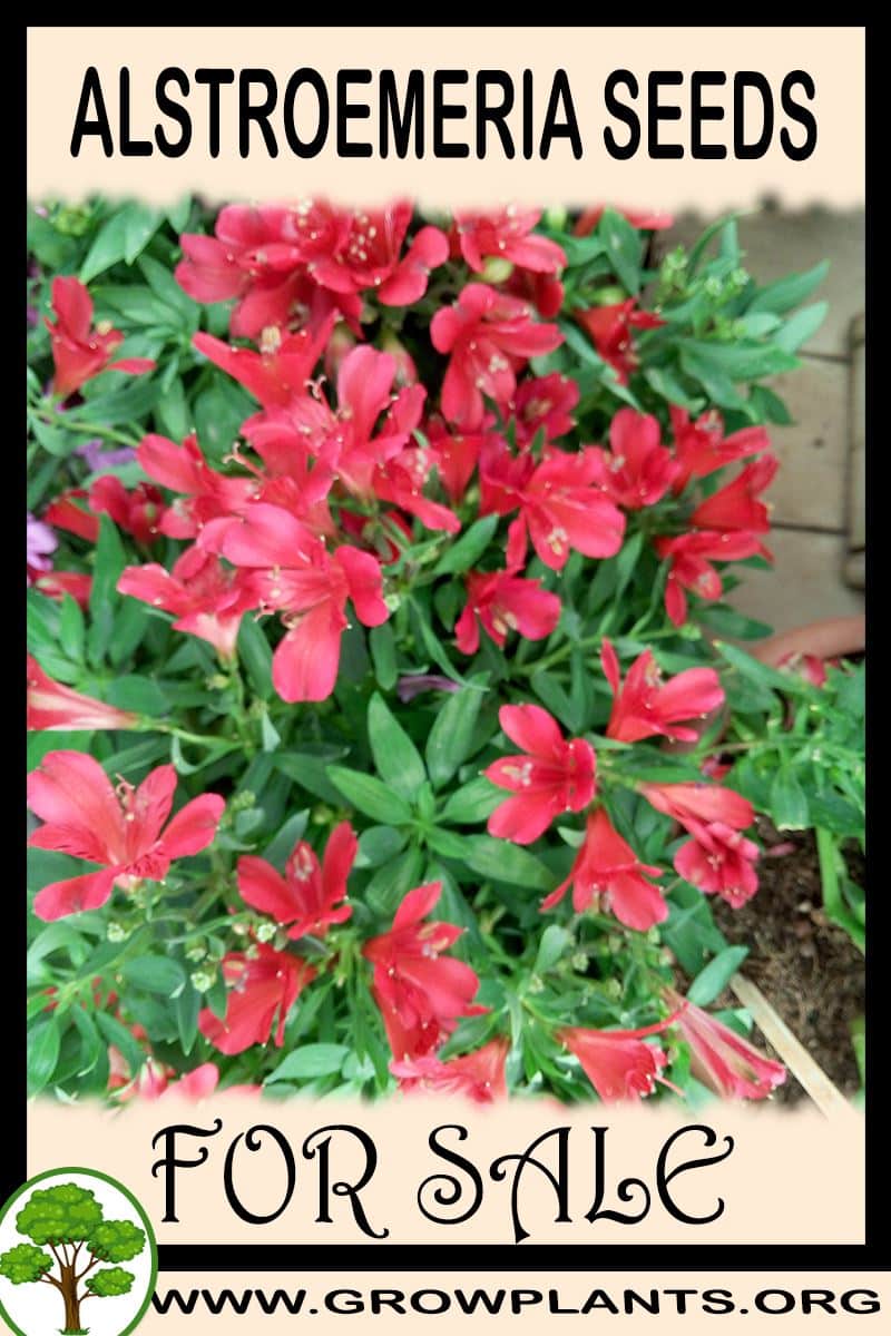 Alstroemeria seeds