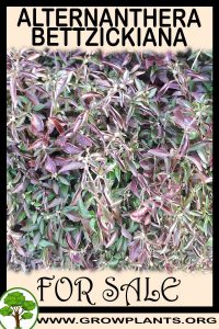 Alternanthera bettzickiana for sale