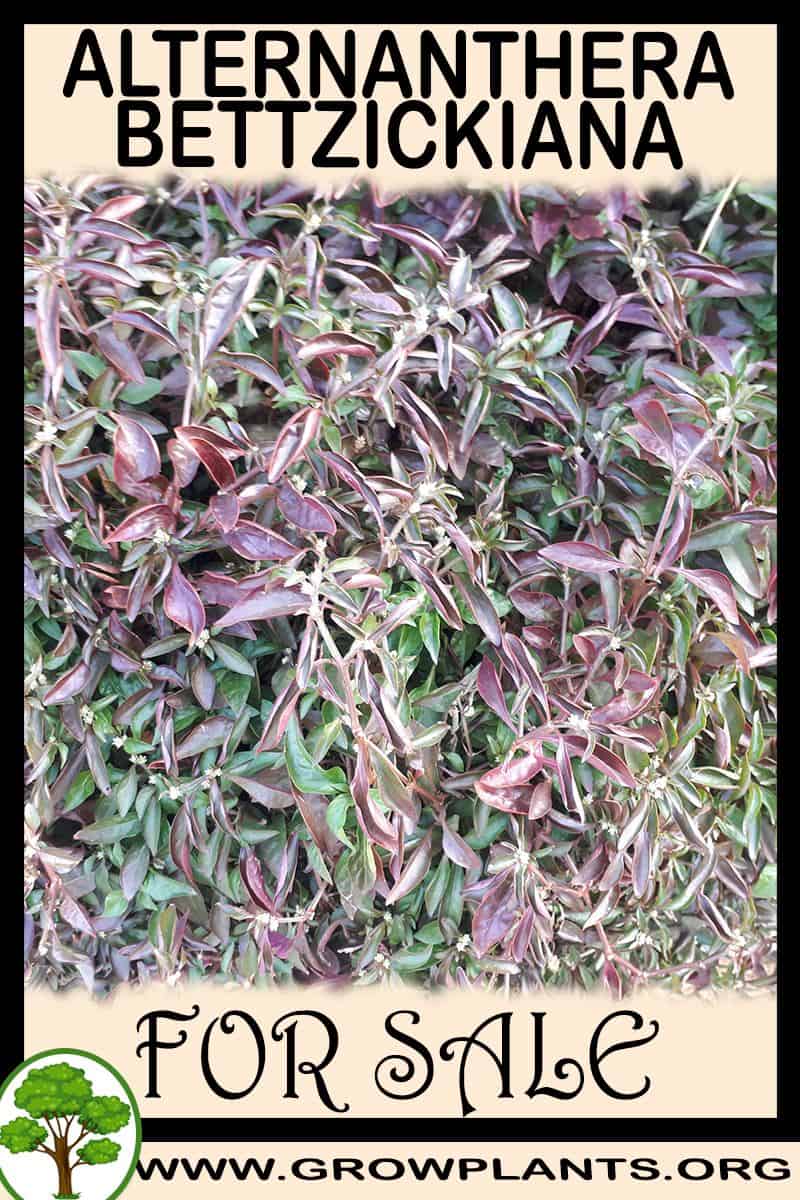 Alternanthera bettzickiana
