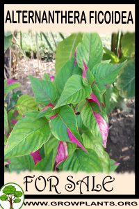 Alternanthera ficoidea for sale