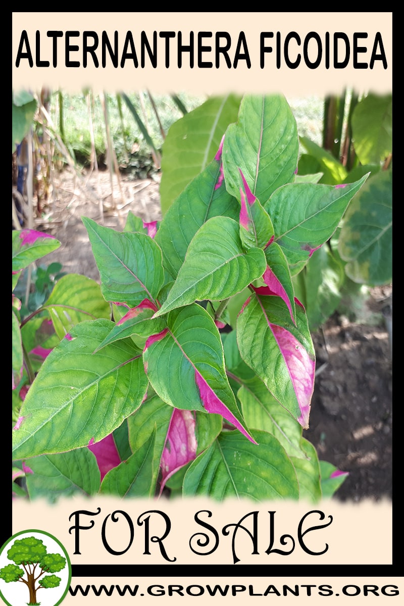 Alternanthera ficoidea