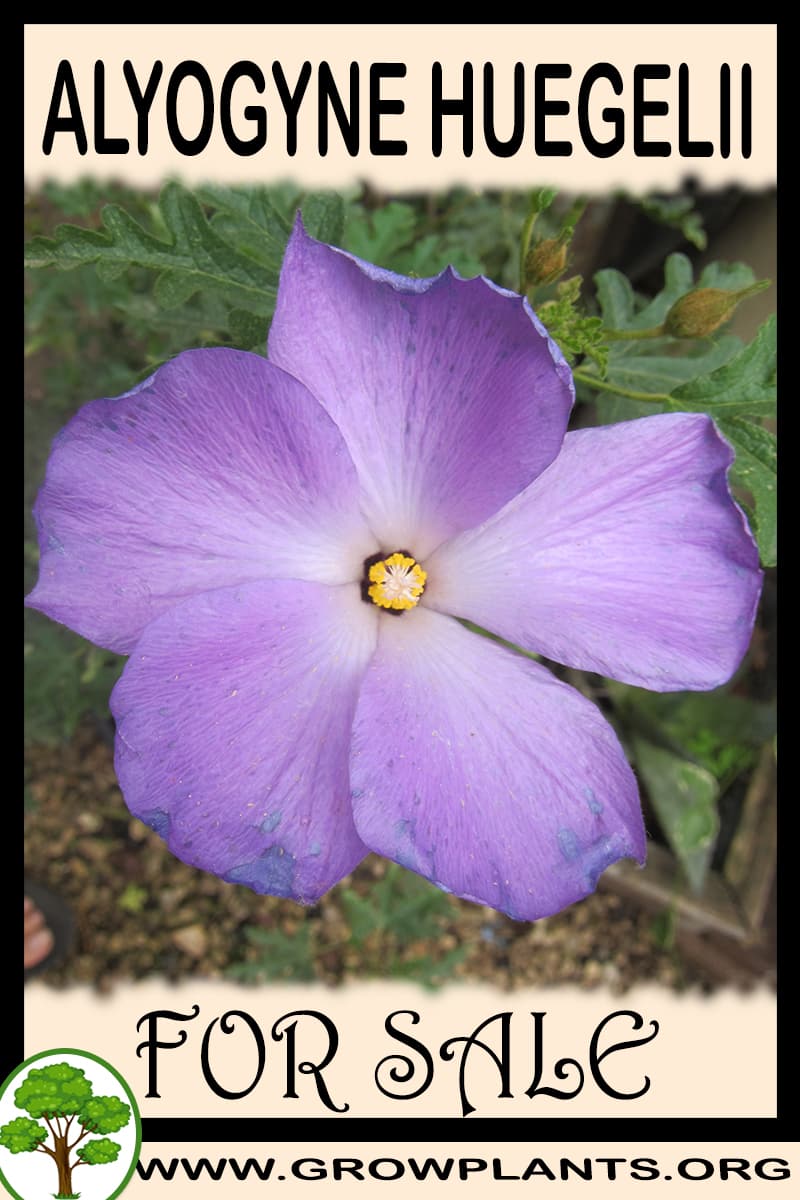 Alyogyne huegelii