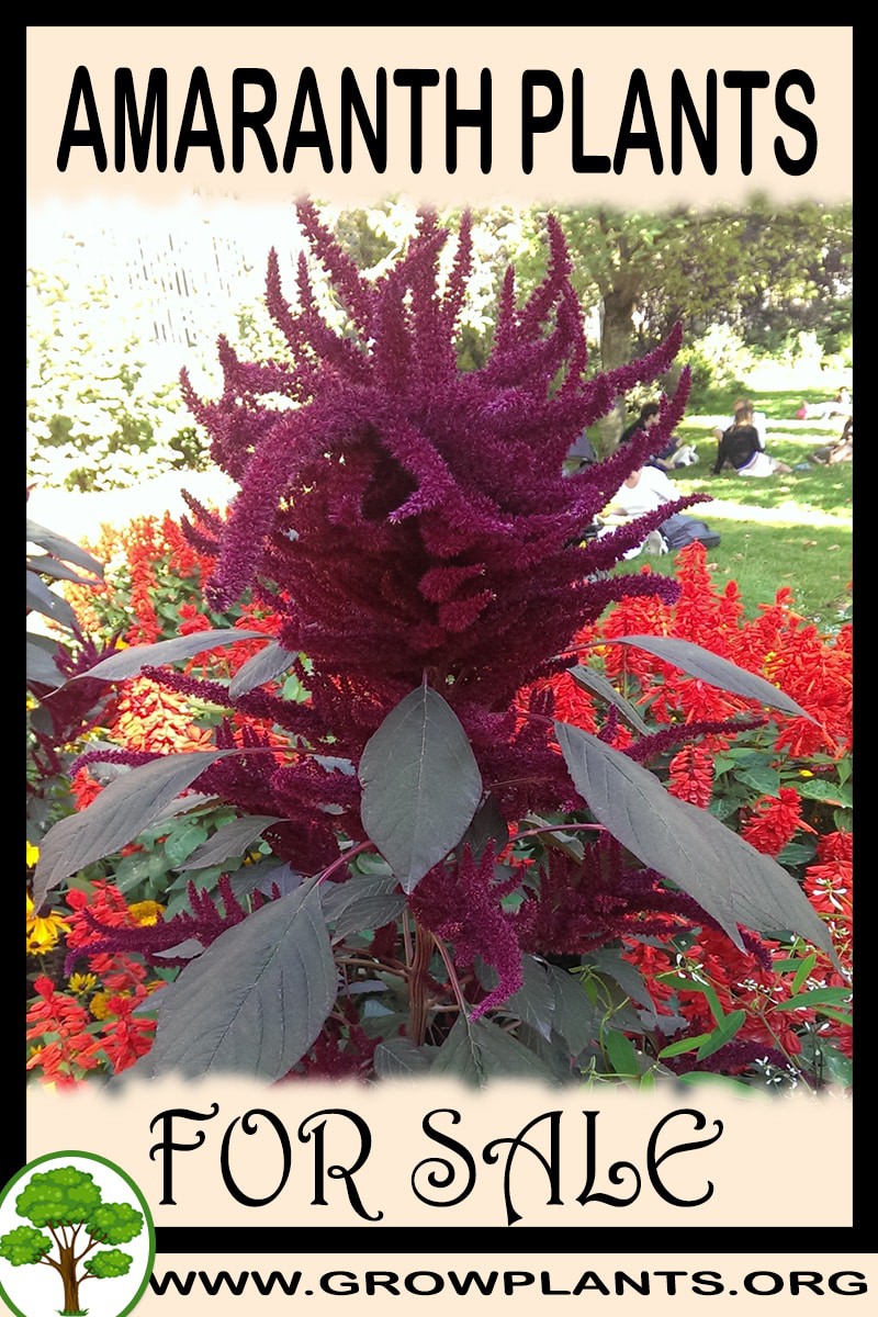 Amaranth plants