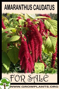 Amaranthus caudatus for sale
