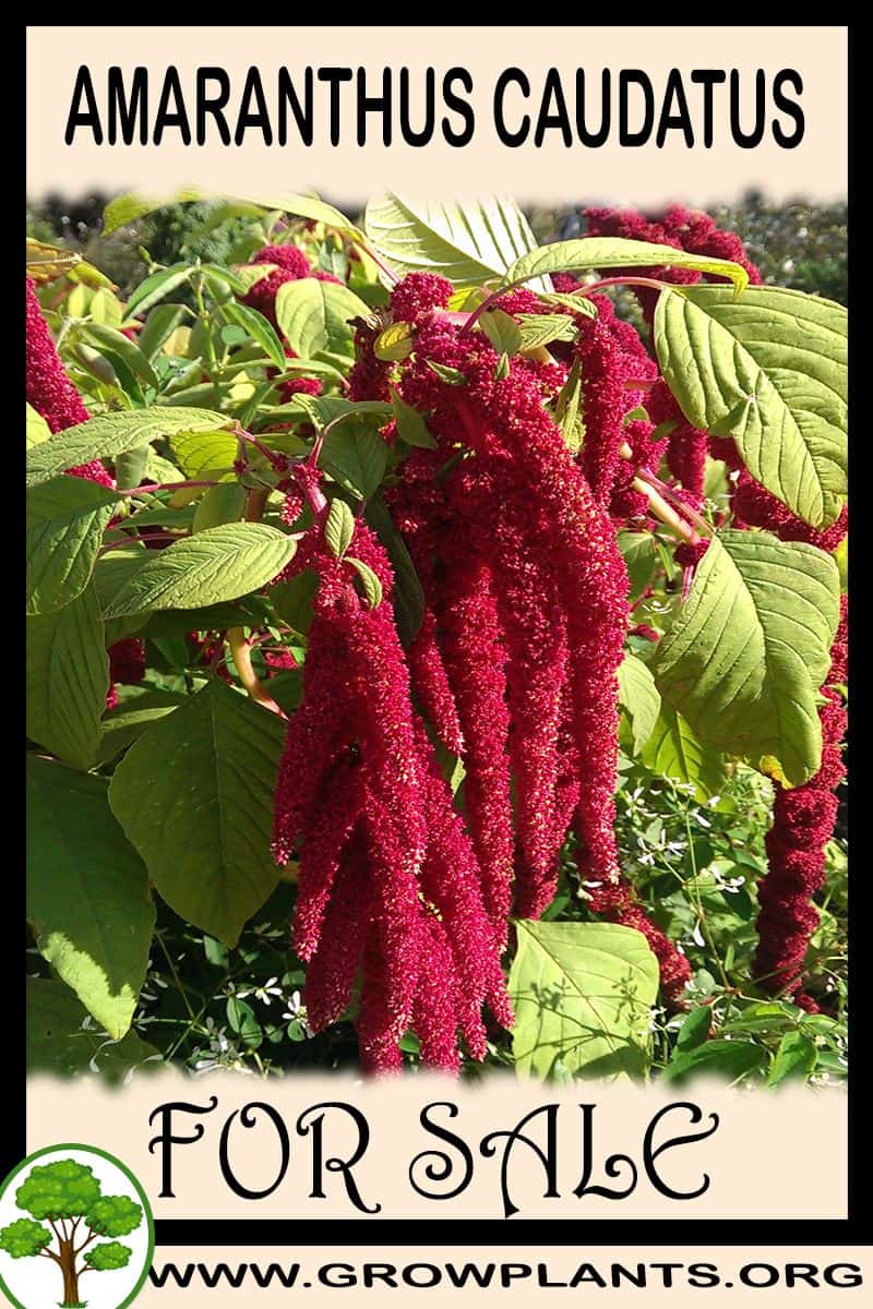 Amaranthus caudatus