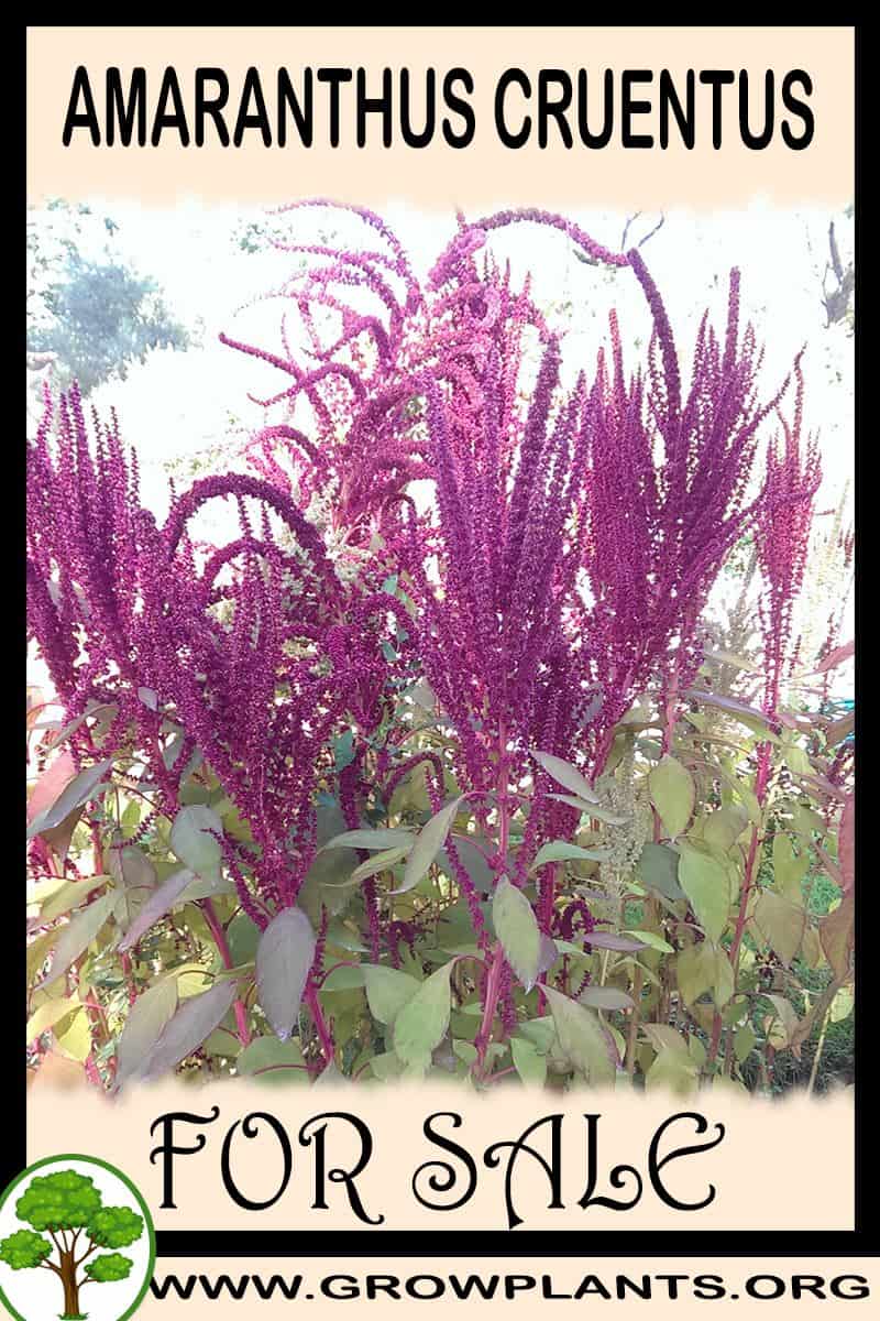 Amaranthus cruentus