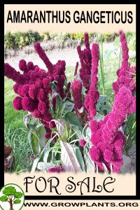 Amaranthus gangeticus for sale