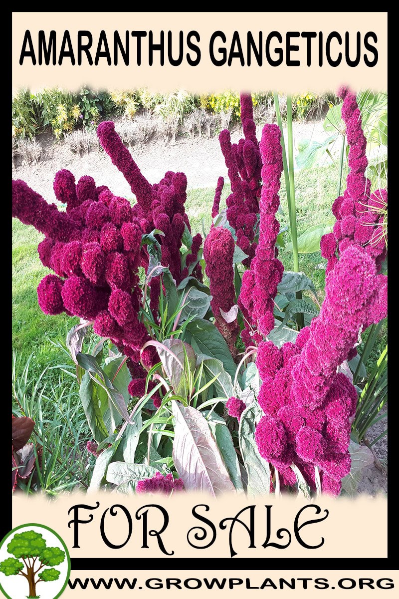 Amaranthus gangeticus