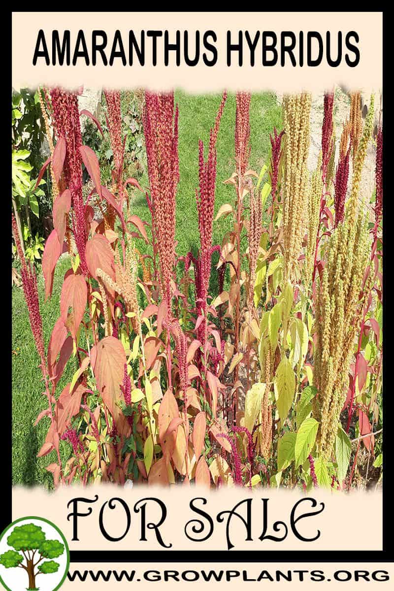 Amaranthus hybridus