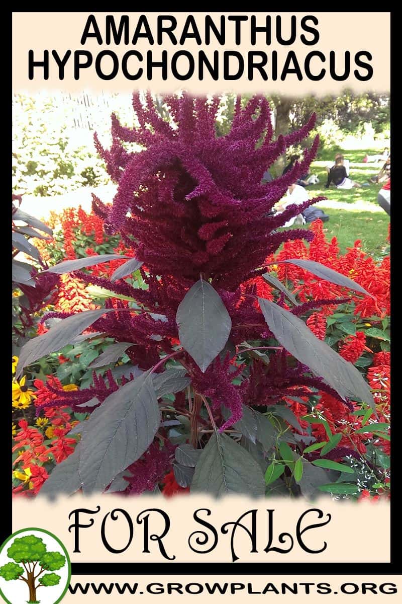 Amaranthus hypochondriacus