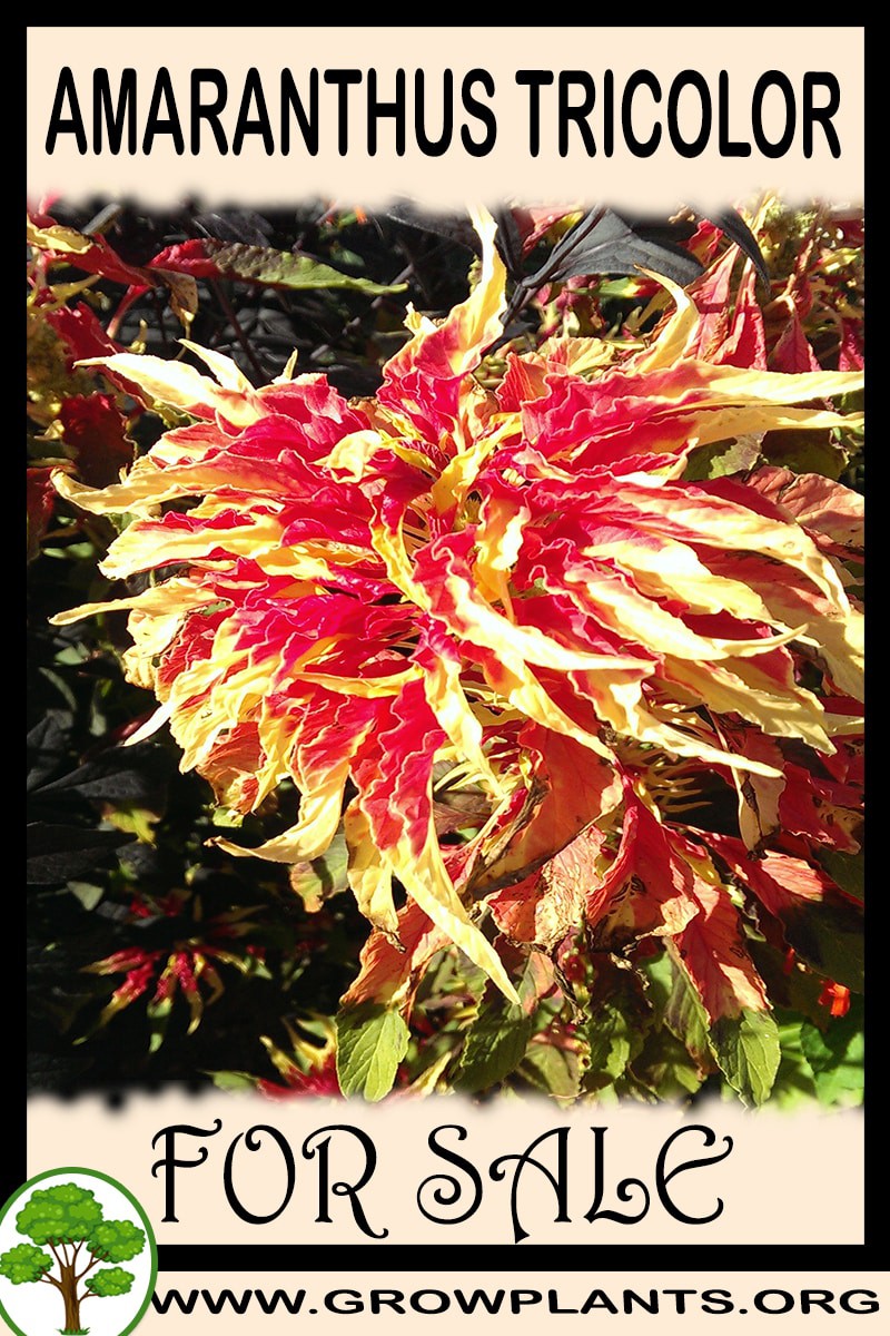 Amaranthus tricolor