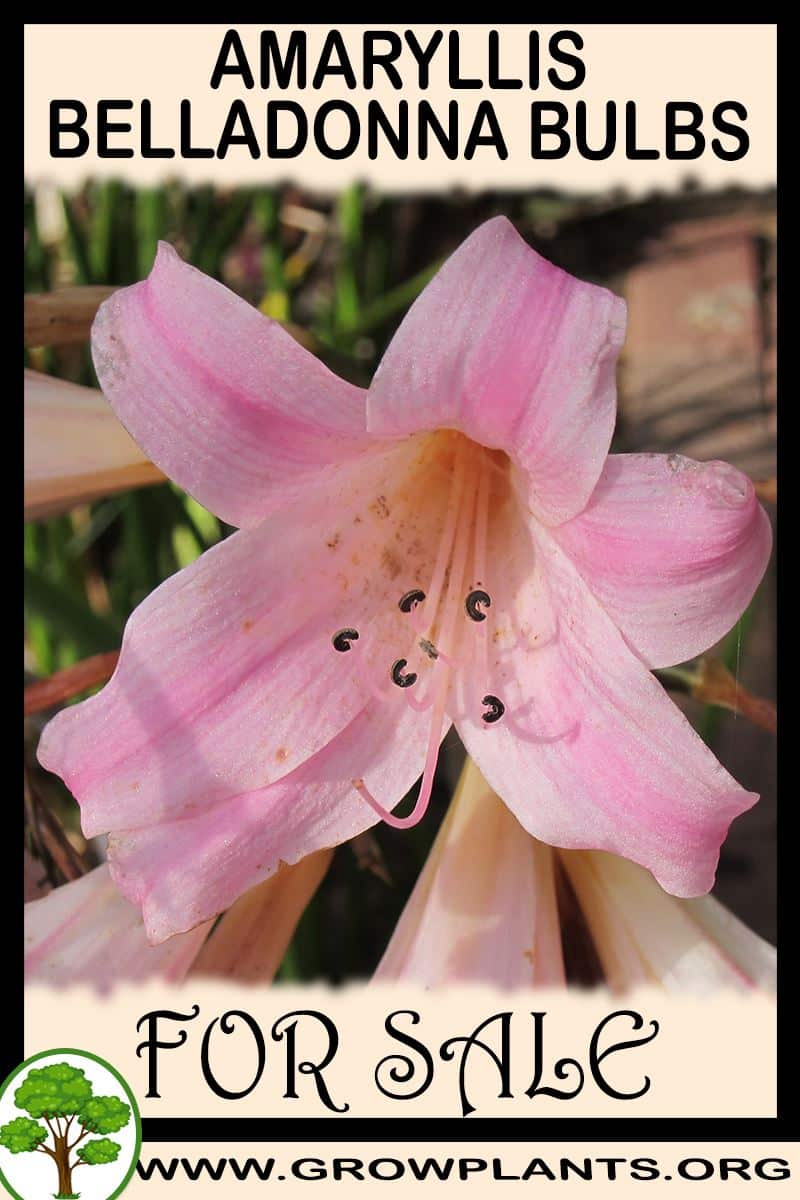Amaryllis belladonna bulbs