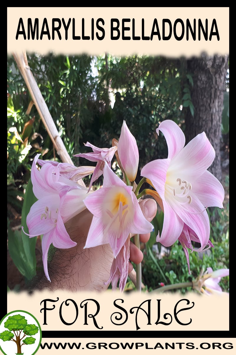 Amaryllis belladonna